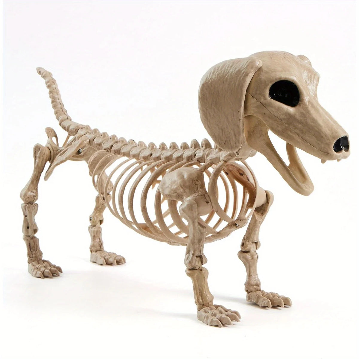 Posable Wiener Dog Skeleton Halloween Decoration With Movable Joints
