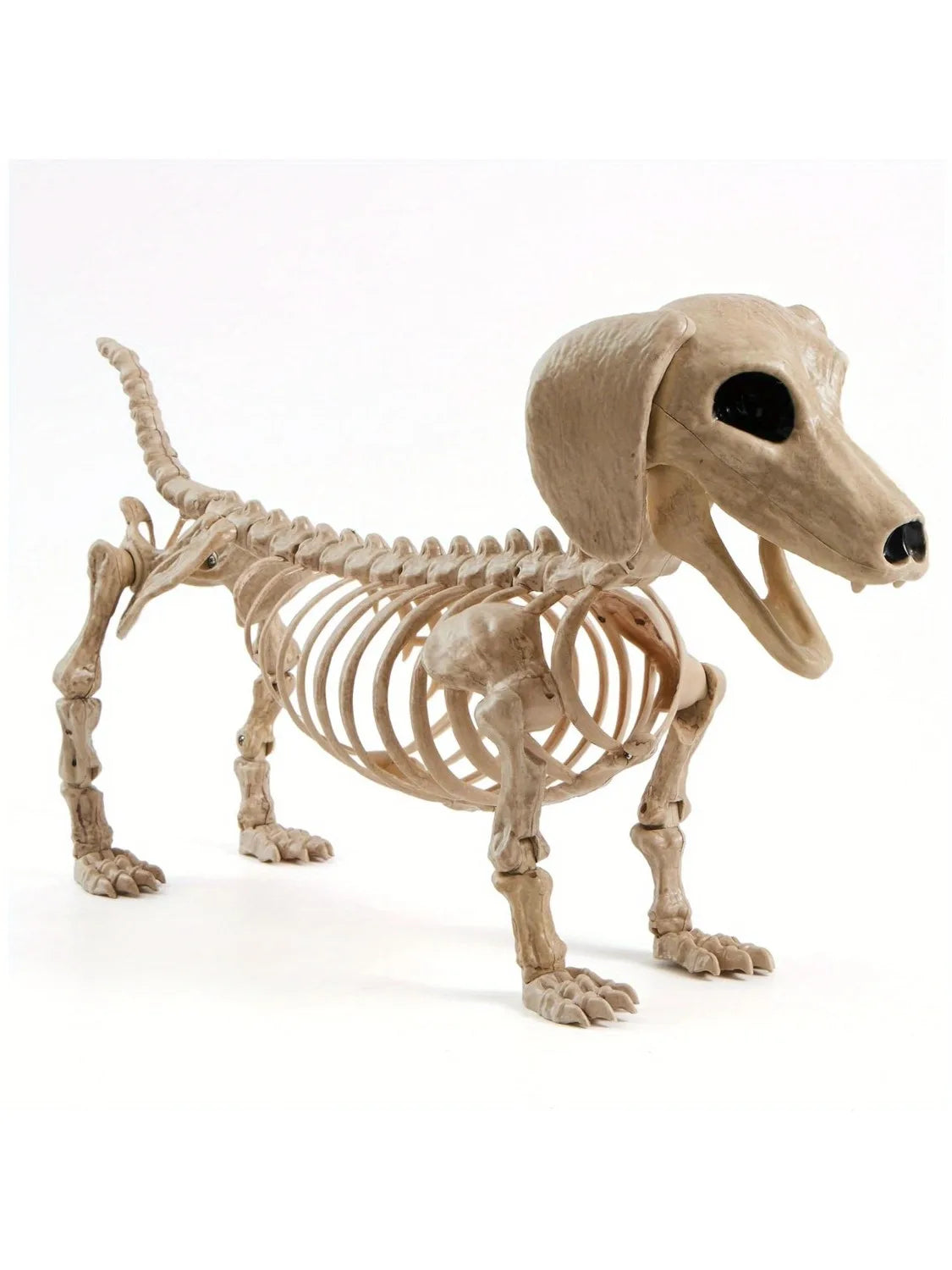 Posable Wiener Dog Skeleton Halloween Decoration With Movable Joints
