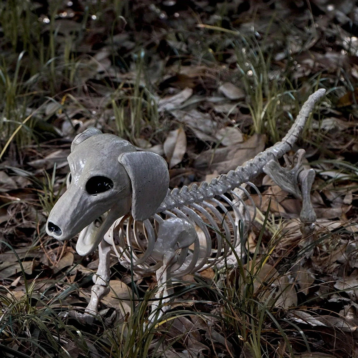 Posable Wiener Dog Skeleton Halloween Decoration With Movable Joints